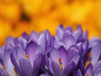 The spring equinox is Wednesday: 7 things to know about the first day of spring